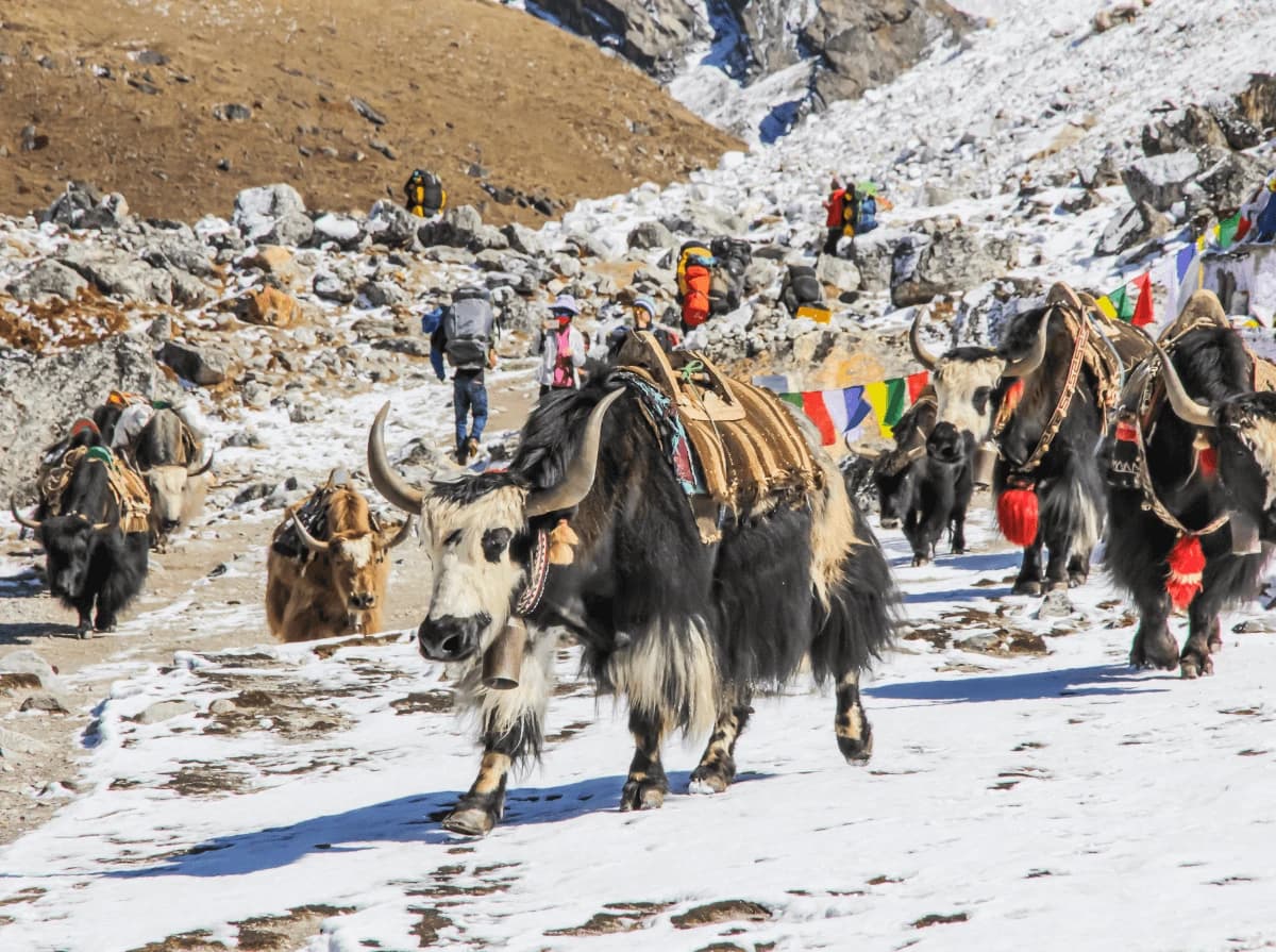 Everest Base Camp Trek with Family and Kids