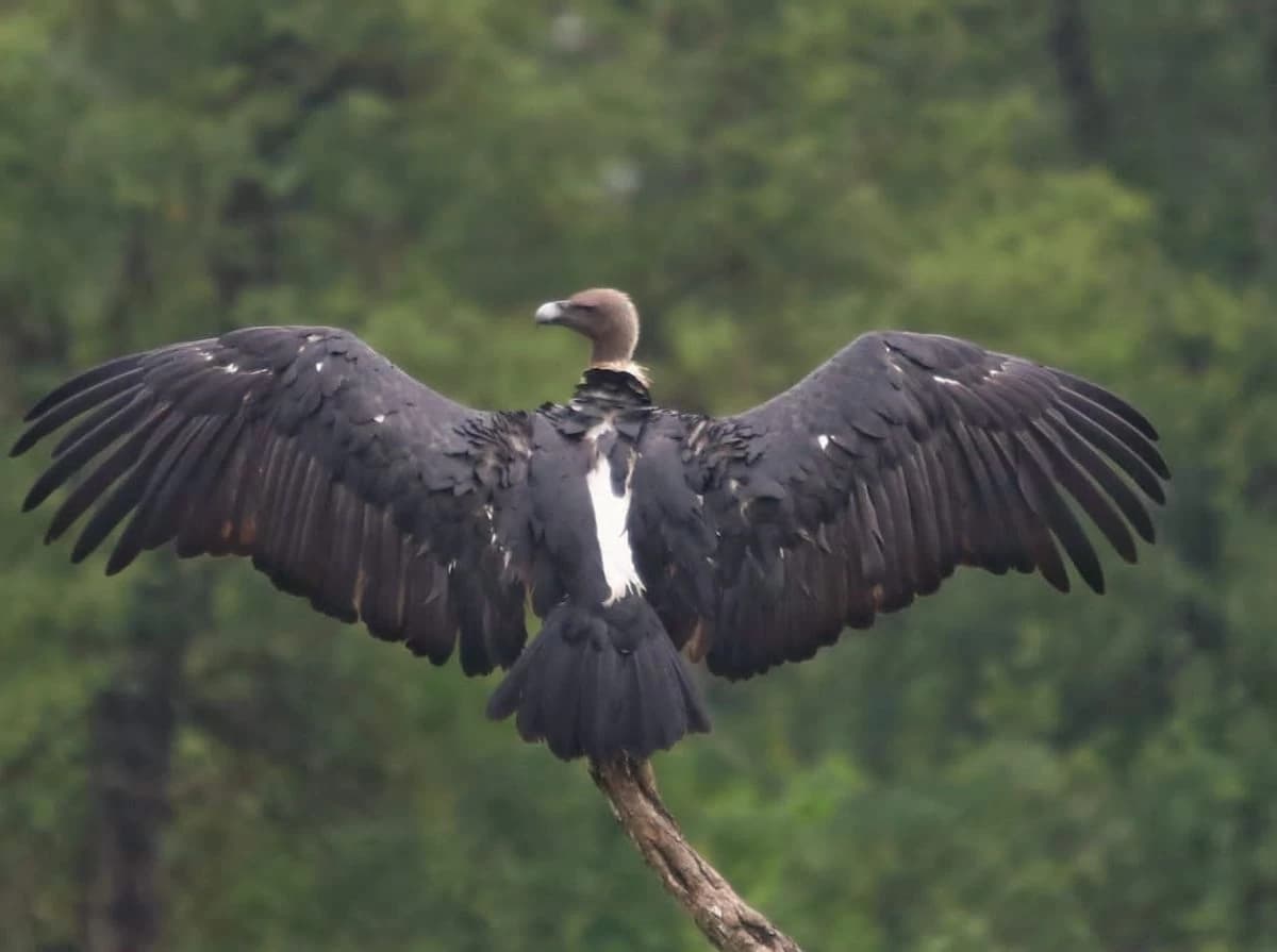 Chitwan Jungle Safari