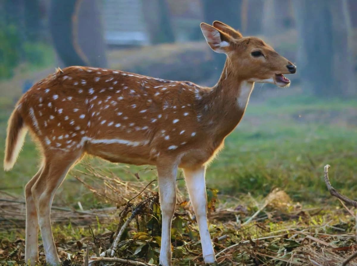 Chitwan Jungle Safari