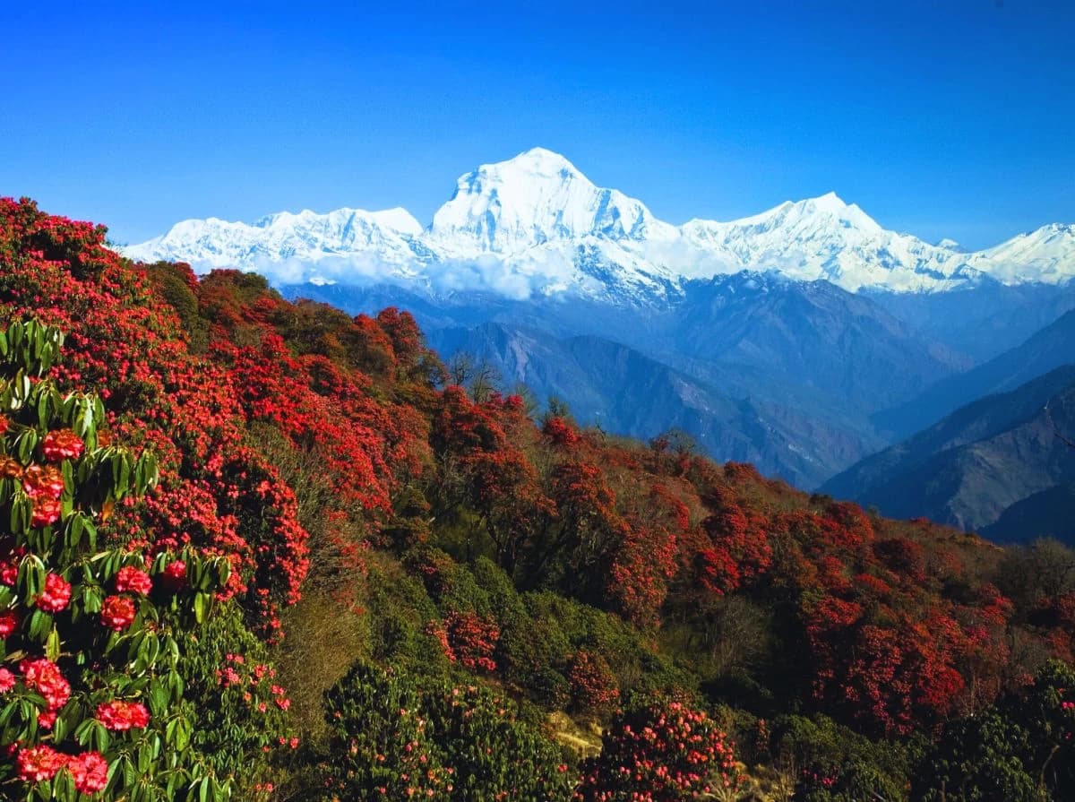 dhaulagiri-range-with-rododendron