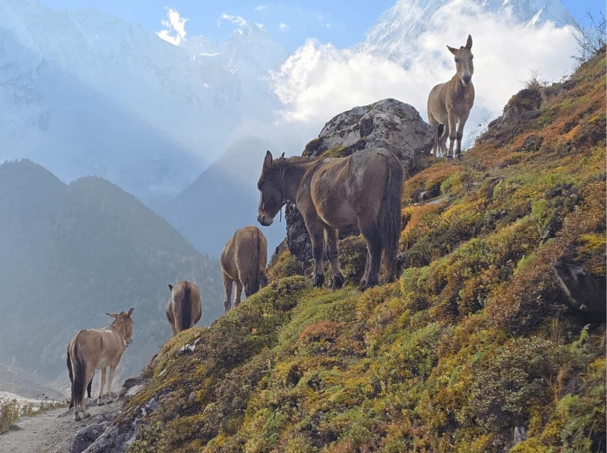 Manaslu Base Camp Trek