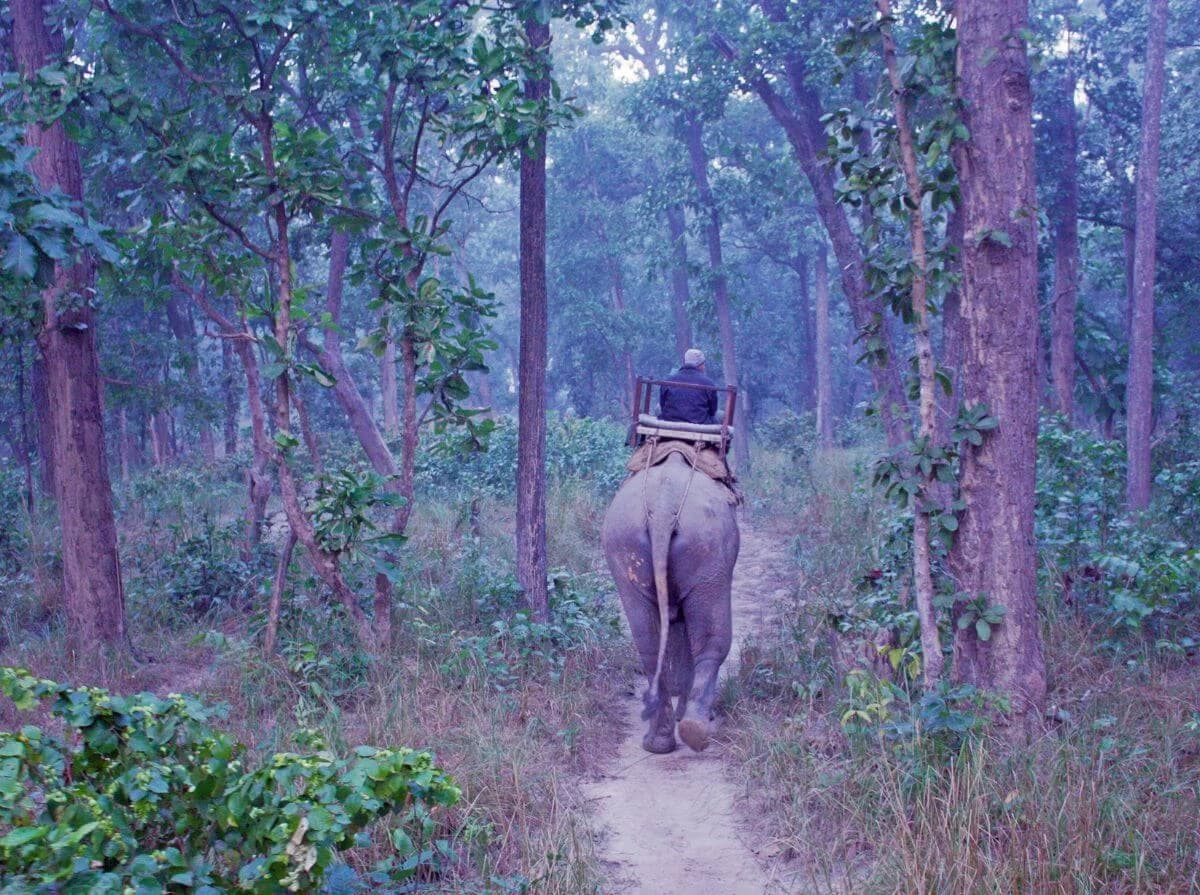 Bardiya National Park Safari