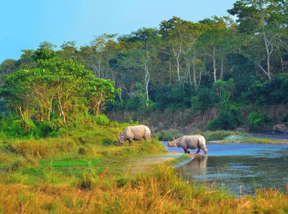 Chitwan Jungle Safari