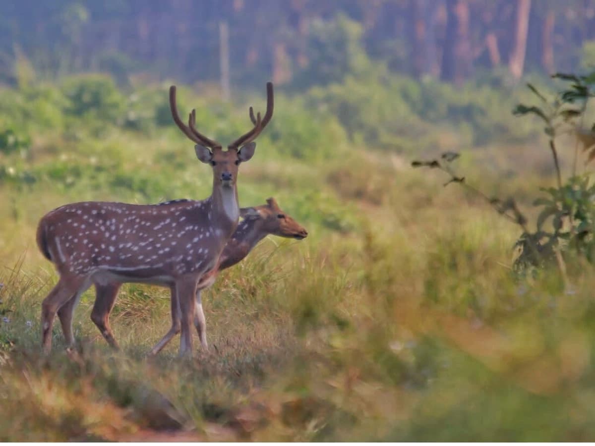 Deer In Chitwan