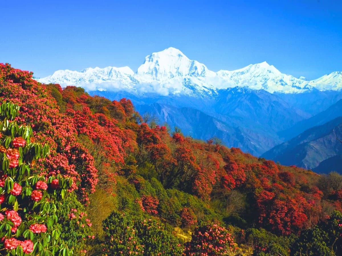 Rododendran With Mountain