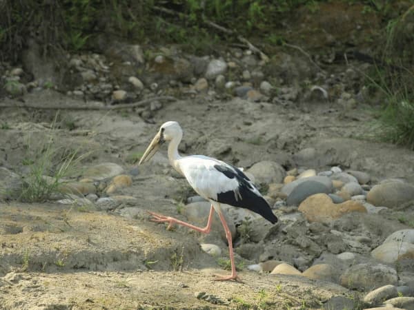 Anastomus Oscitans Bird