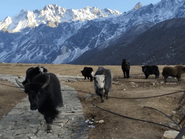 Baby Yak In Kyangjin