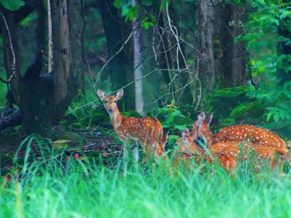 Deer In Bardiya