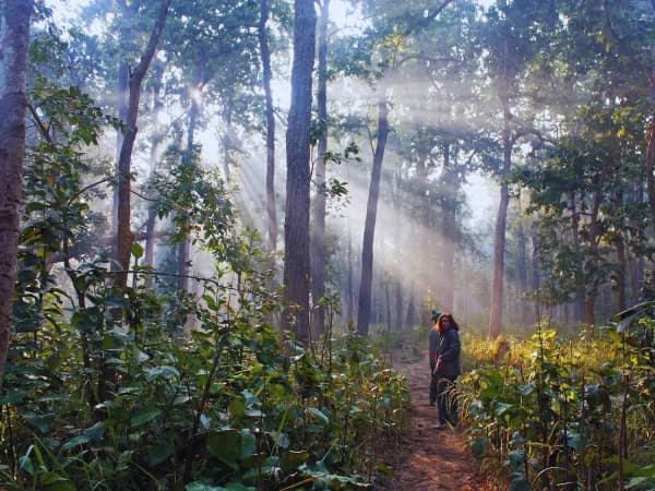 Jungle Walk