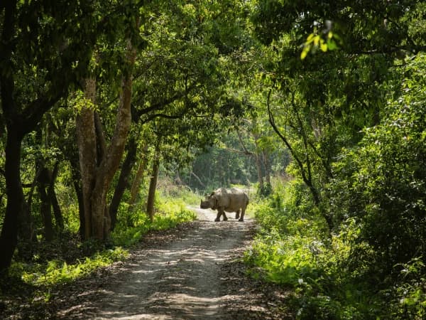 Rhino In Chitwan