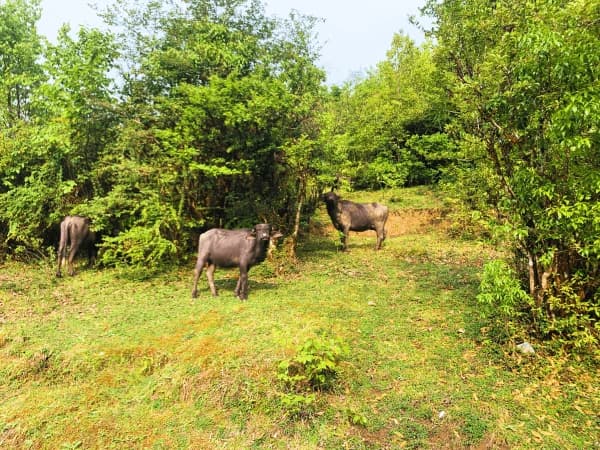 Shivapuri National Park