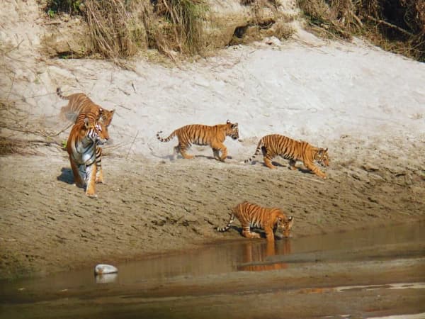 Tiger In Chitwan National Park