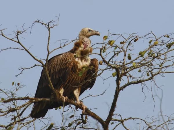 Vulture In Chitwan