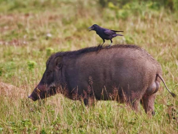 Wild Boar