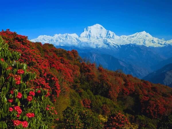 Ghorepani Poon hill Trek