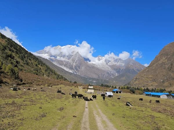 Short Manaslu Base Camp Hike-14 Days