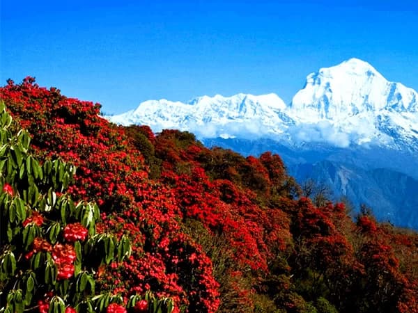 How Overland Trek Nepal is the Best Trekking Company in Nepal?