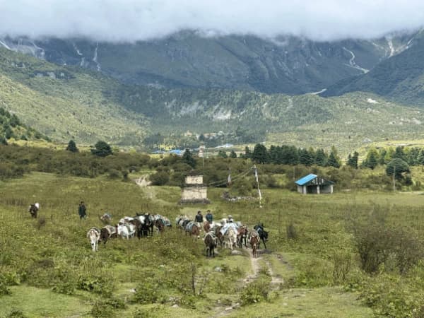 Manaslu Samagaun view with Mule