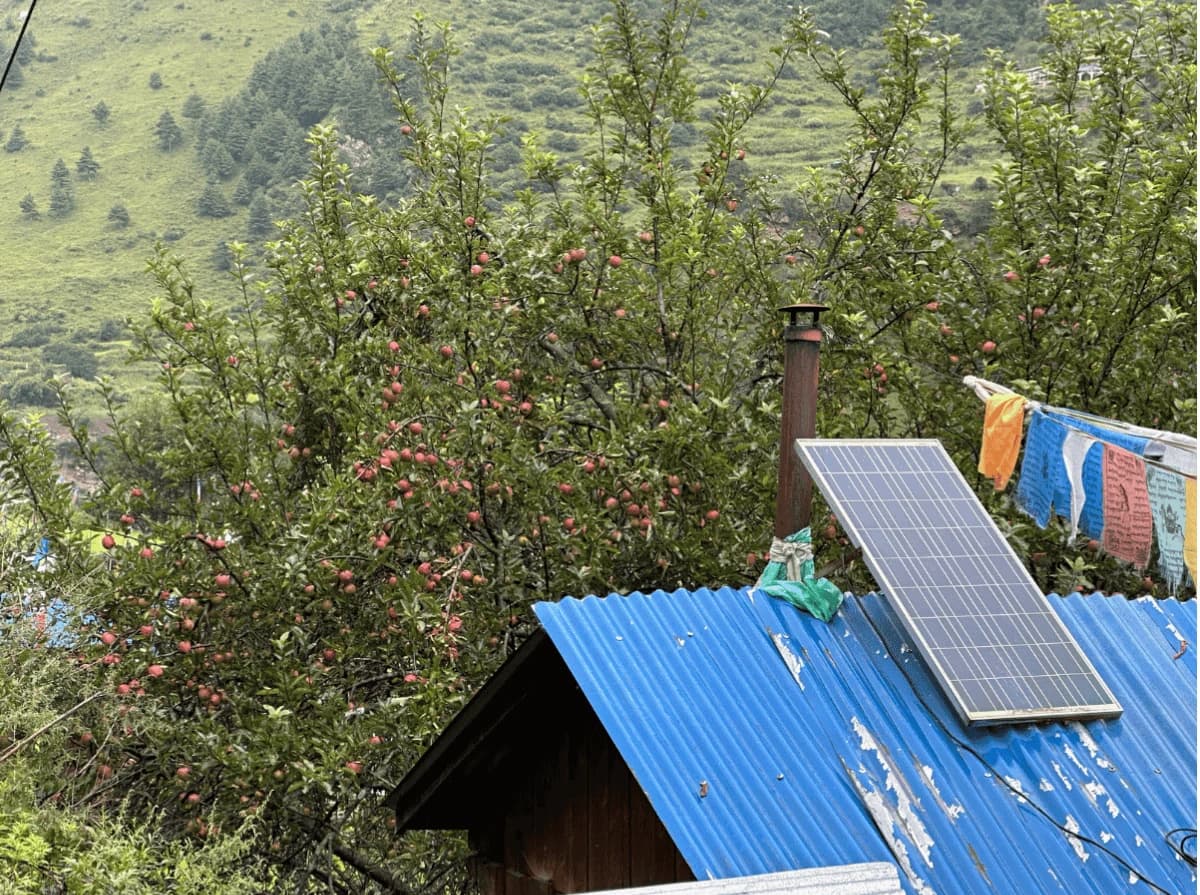 Local apple orchard in the Manaslu region along the 14 Days Manaslu Circuit Trek in Nepal.