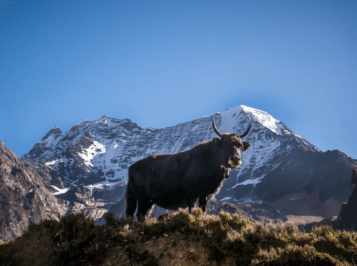 Manaslu Circuit Budget Trekking