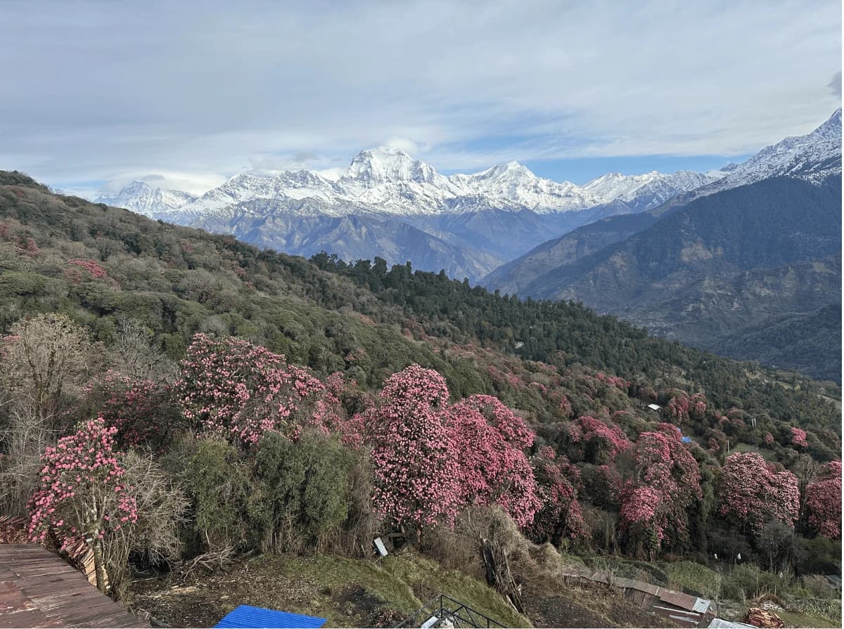 Nepali National Flowers Rododendron at Ghorepani