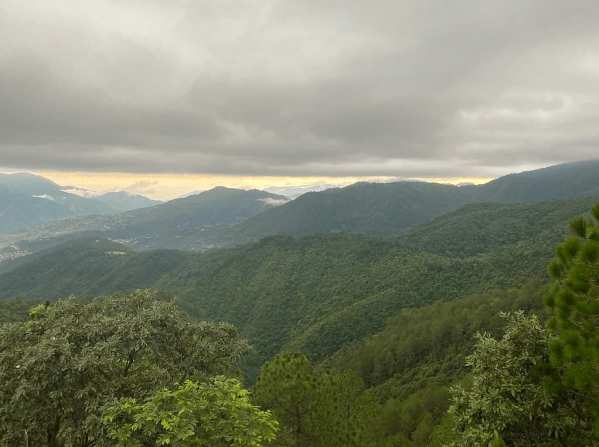 Jungle view with mountain