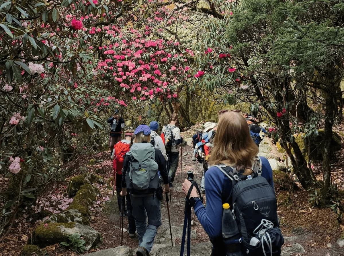Nepali National flower Rododendron forest