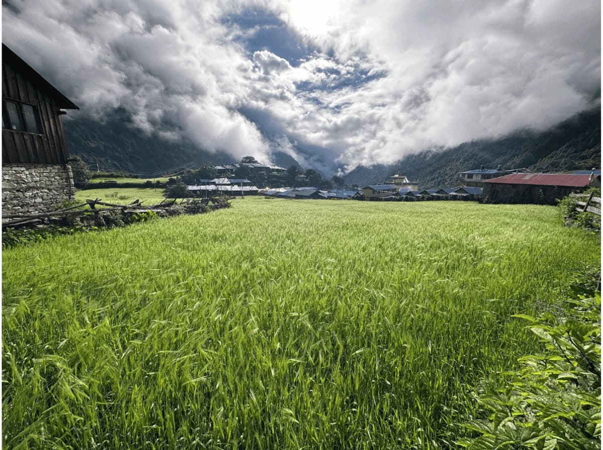 Green wheat farming view of Manaslu Lho Gaun