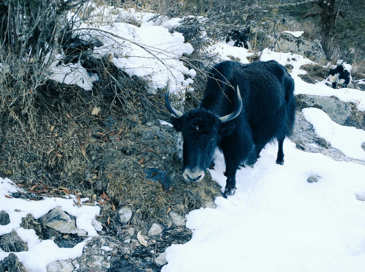 Langtang Budget Trek