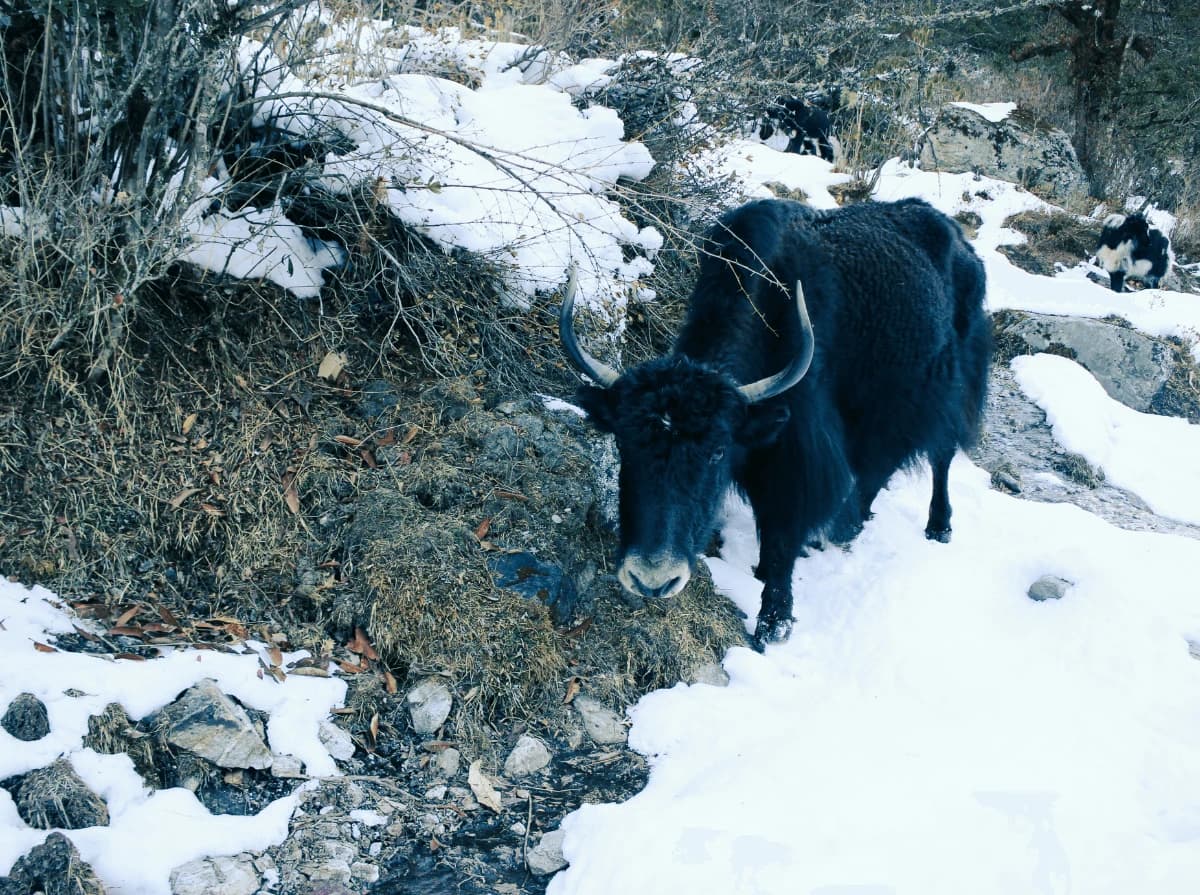 Short Langtang Valley Trek
