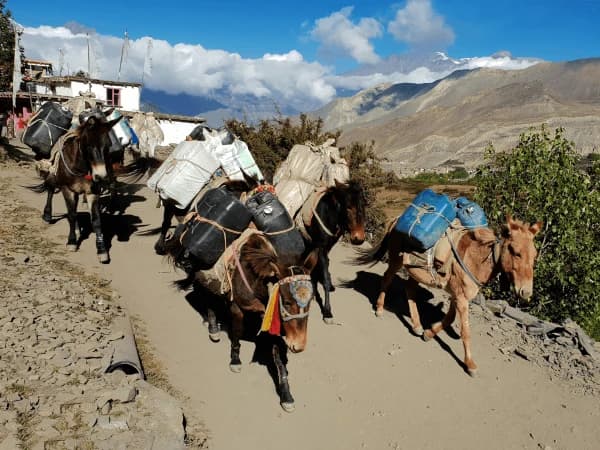 Donkey muktinath