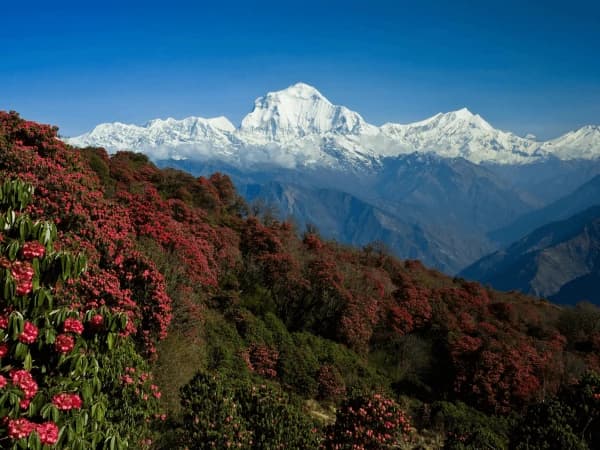 Flower with mountain view