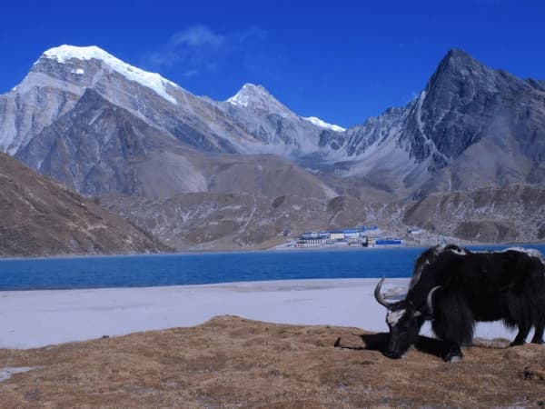 Gokyo lake view with yak