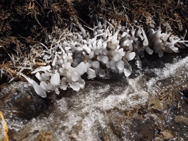 Icei plants