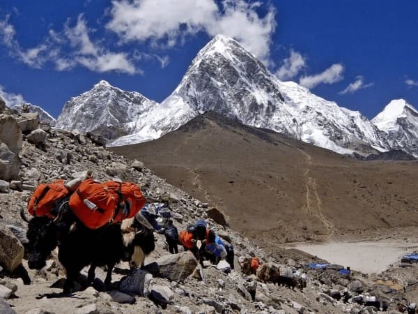 Pumori peak view with yak