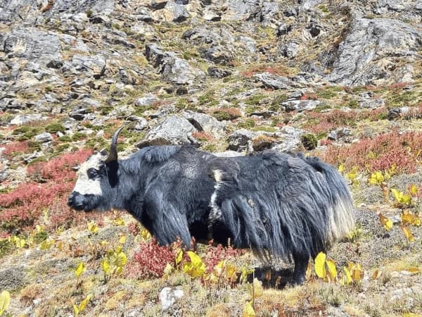 Yak in mountain