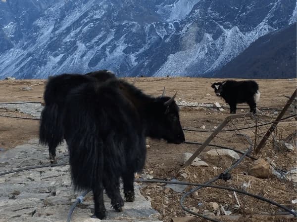 Yak