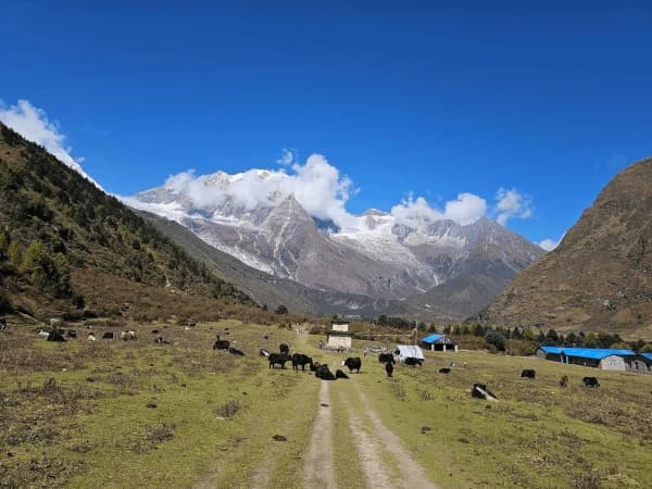 Yaks in mountain