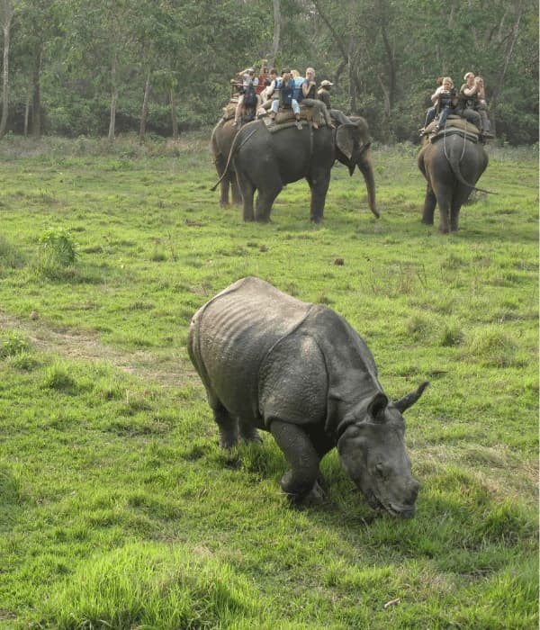 Chitwan Jungle Safari