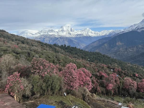 Rodedendron Forest with Dhaulagiri from ghorepani