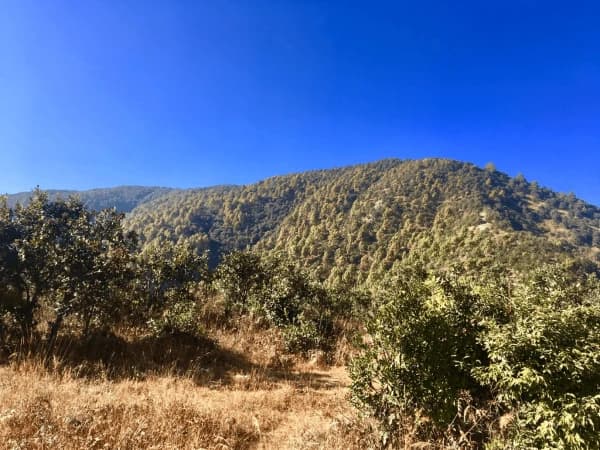 Beautiful Jungle Of Champadevi Area