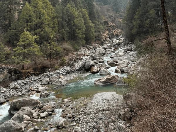 Beautiful Pine Tree On The Way To Tsho Rolpa Lake Trek