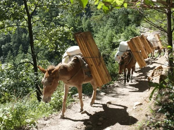 Donkey Transport Annapurna