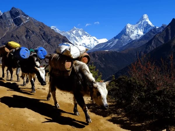 Donkey With Everest View
