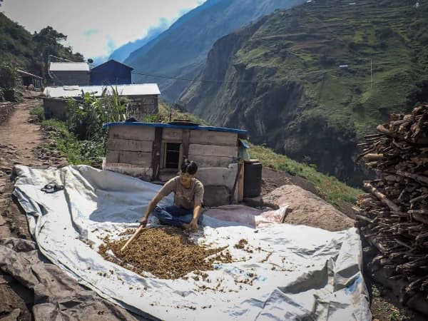 Local People Working In Manaslu