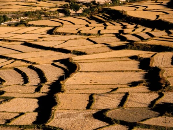 Pink Rice Field Of Bhutan