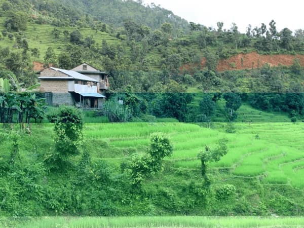 Rice Field Of Ruby Valley
