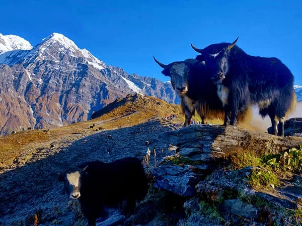 Mardi Himal Base Camp Trek