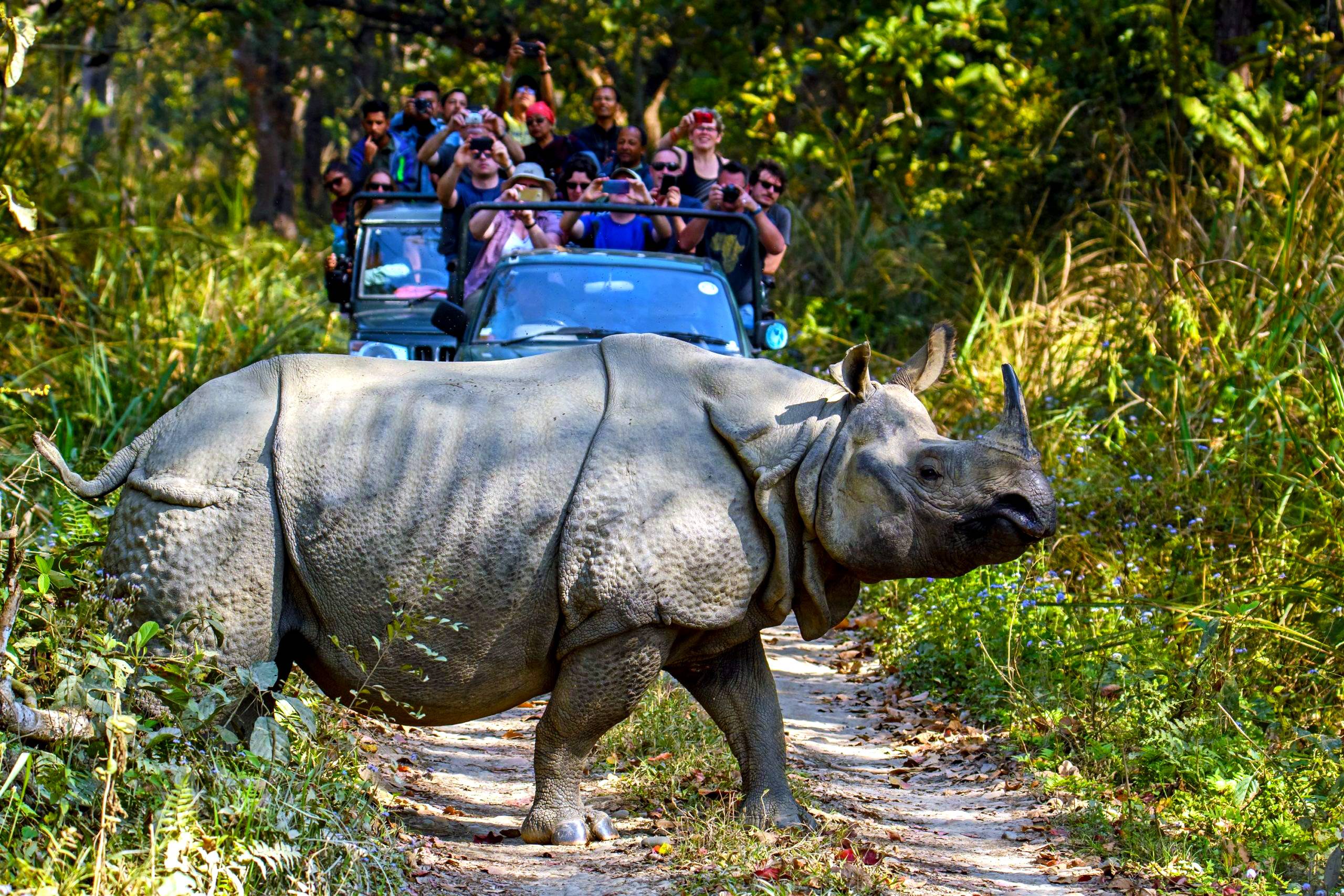 chitwan national park, ultimate trip planner