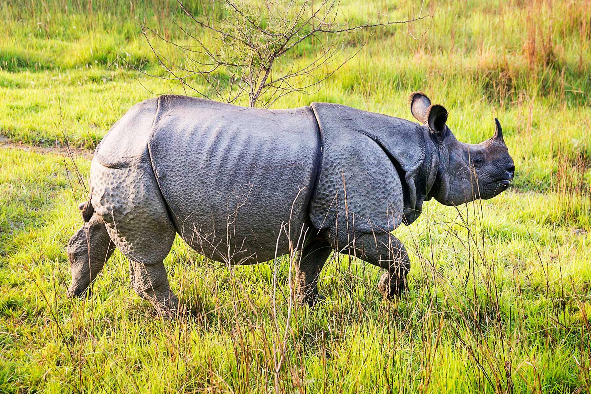 LGBTQ Trekking tour in nepal, chitwan national park